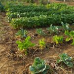 Jardin Potager Cesson